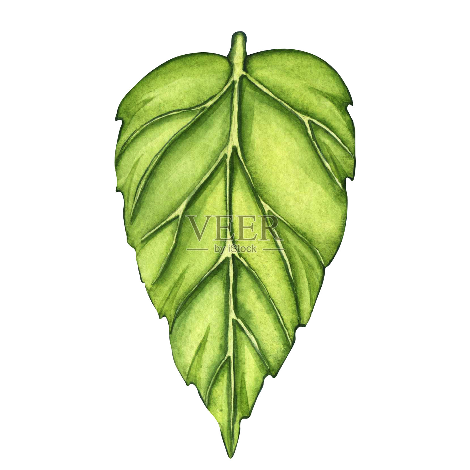 在白色背景上孤立的新鲜绿叶。水彩花卉插图集，绿叶枝收集。素食、生态、有机的设计元素插画图片素材