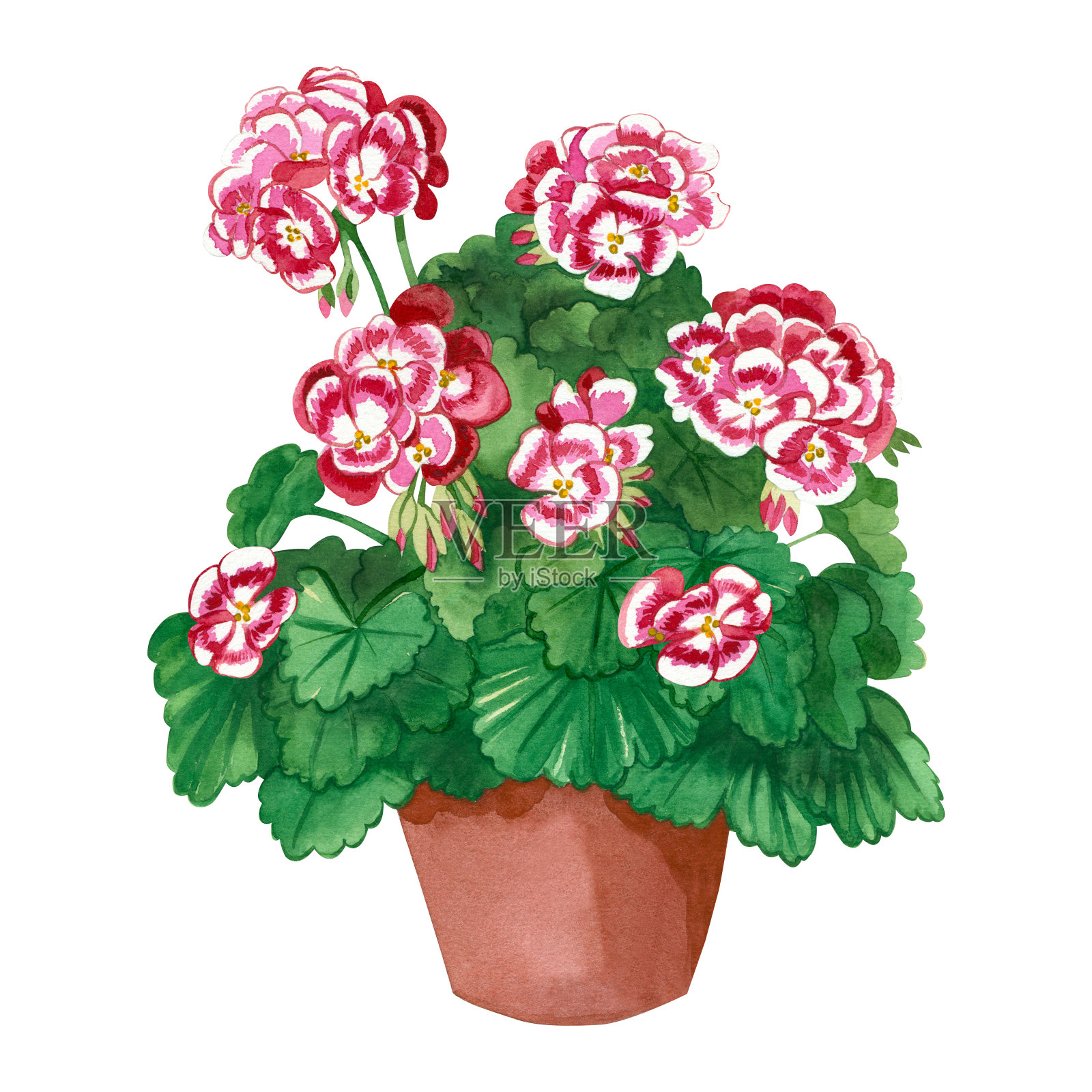 水彩插图。粉红色的天竺葵，绿色的叶子，室内植物，花。所有的物体都是手绘的水彩画。用于卡片、请柬、标签、种子包装插画图片素材