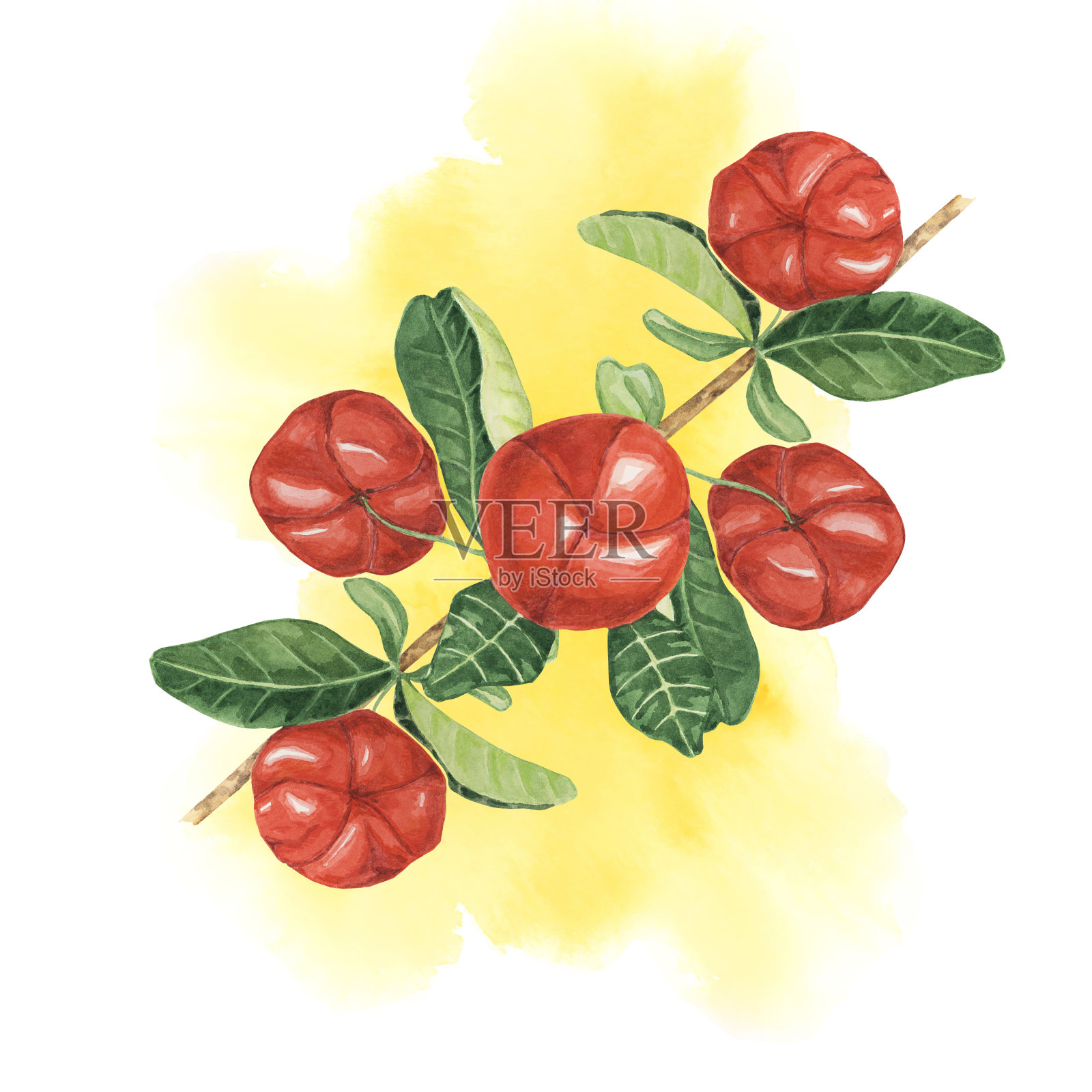 针叶莓枝水彩飞溅背景，红色巴巴多斯樱桃果束。适合植物插图的手绘剪贴画插画图片素材