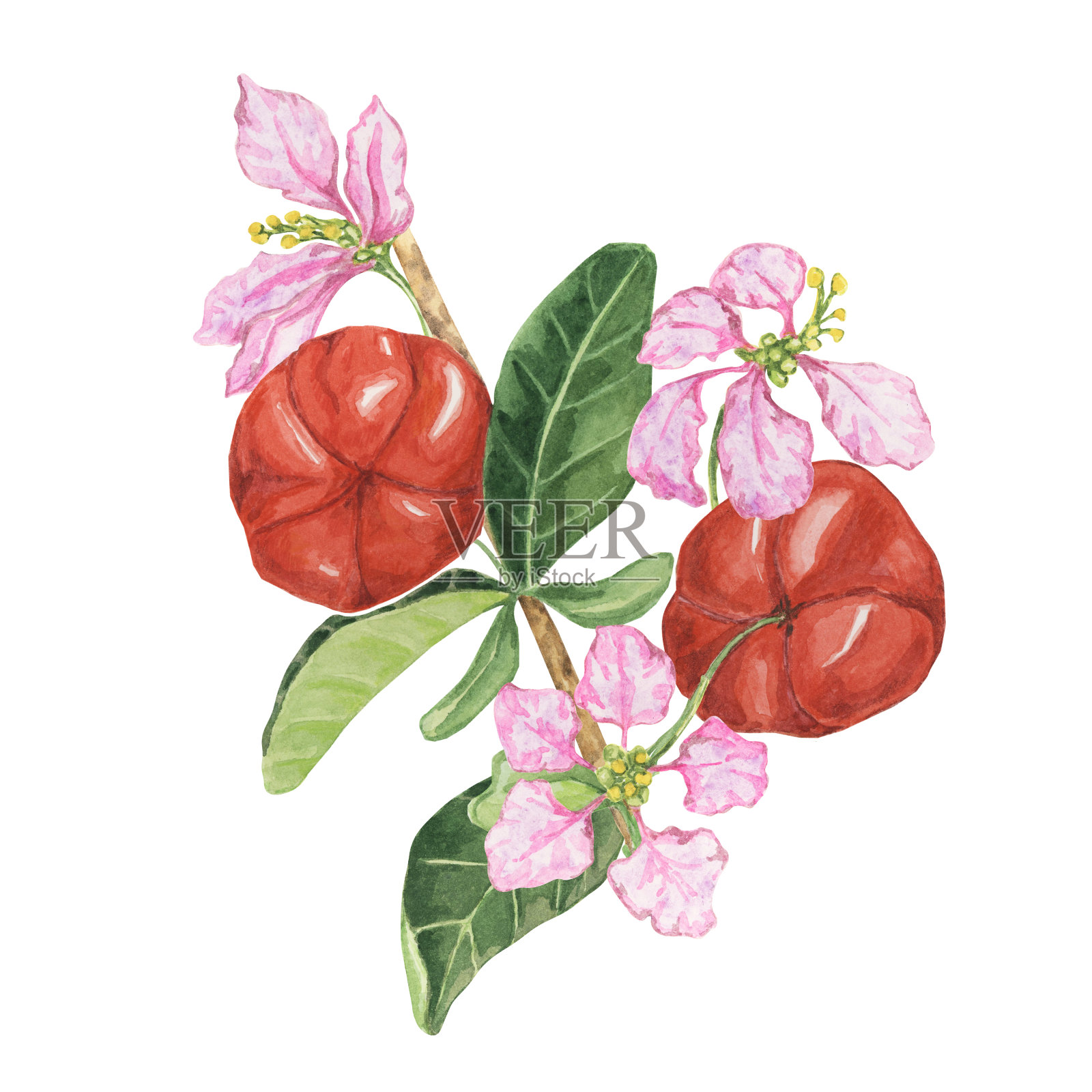 开花的针叶树枝上有鲜艳的红色樱桃和精致的粉红色花朵。水彩手绘水果剪贴画浪漫的设计插画图片素材