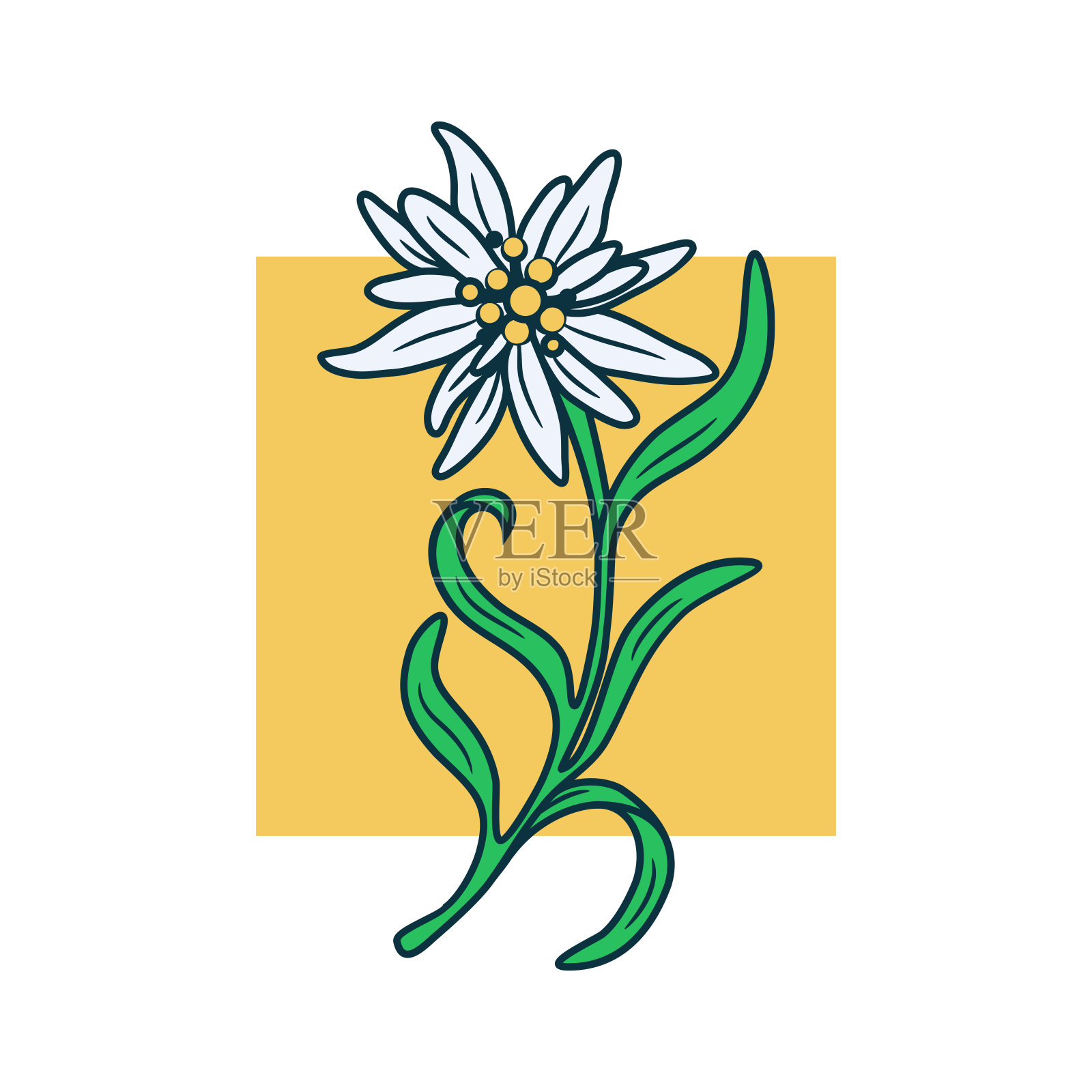 白色背景上的花插画图片素材