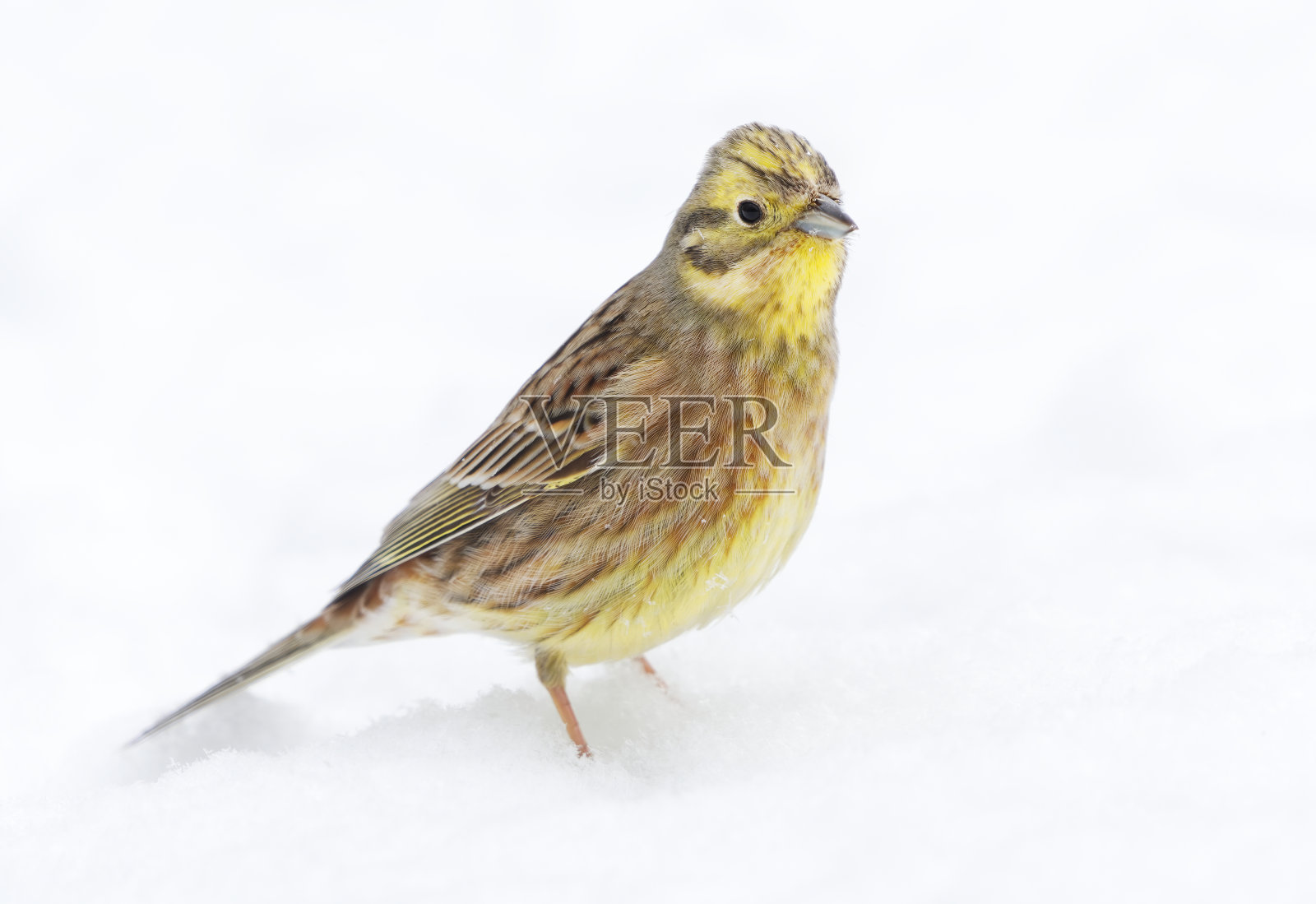 初春雪地里的黄鹀(Emberiza citrinella)照片摄影图片