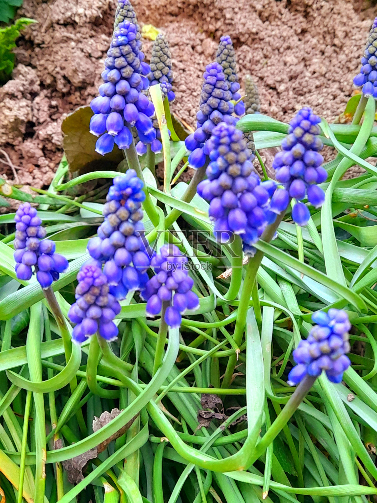 把珍珠串在花园里照片摄影图片