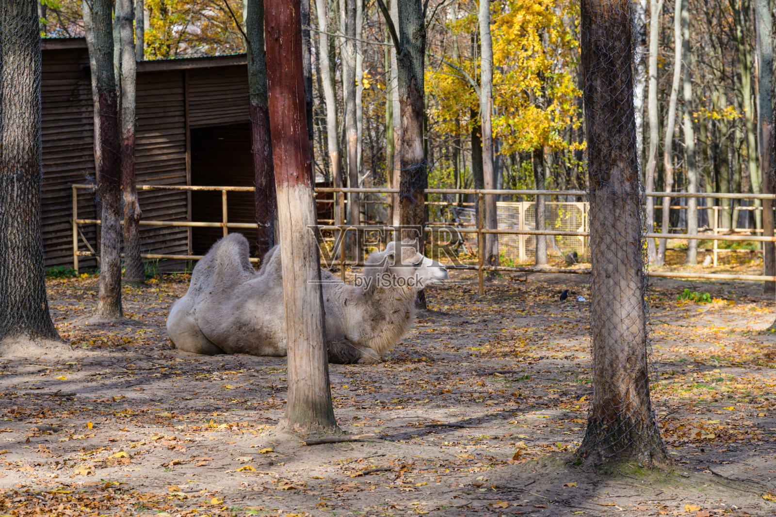 农场围场里的两只驼峰骆驼照片摄影图片