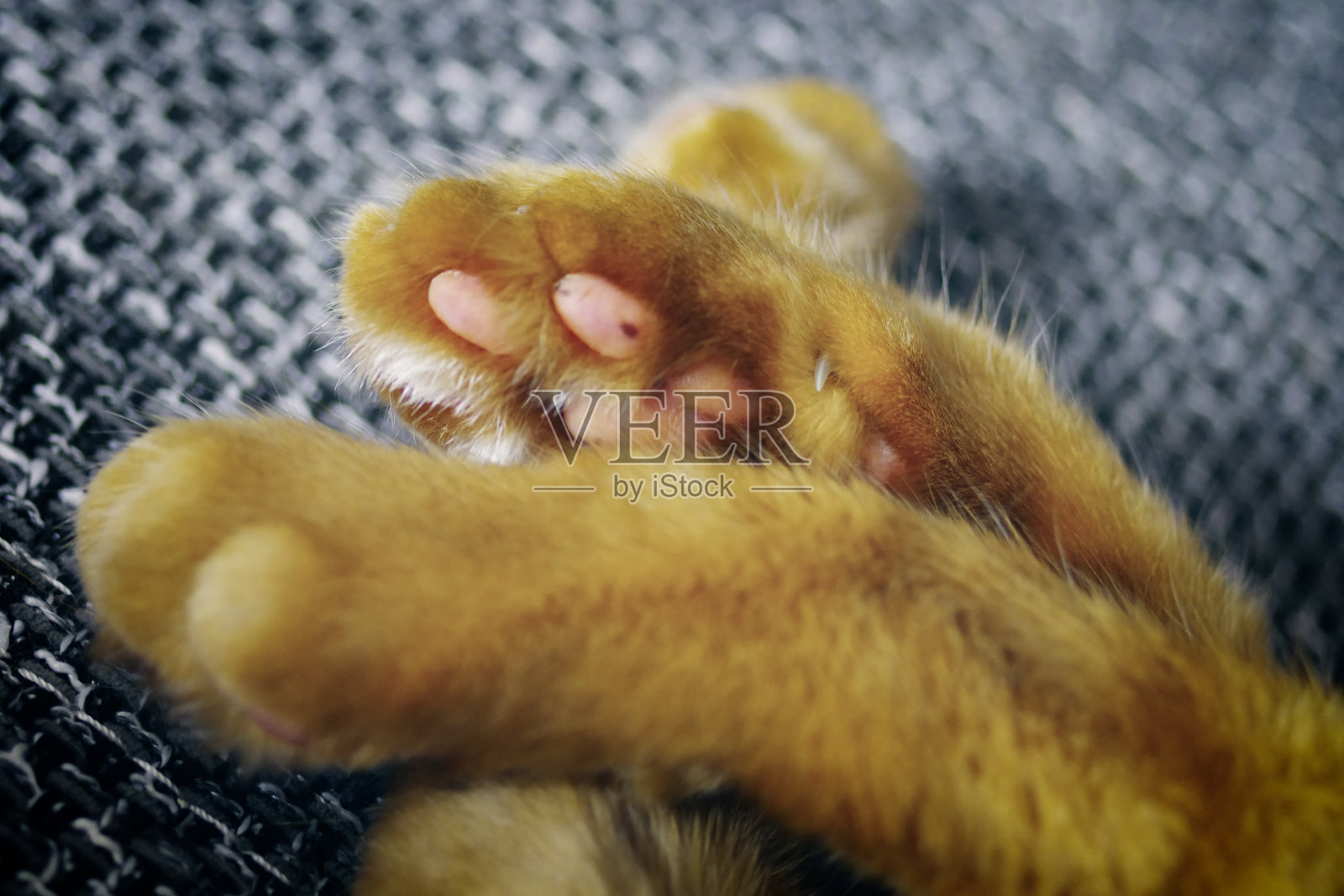 姜黄色猫的爪子特写。照片摄影图片