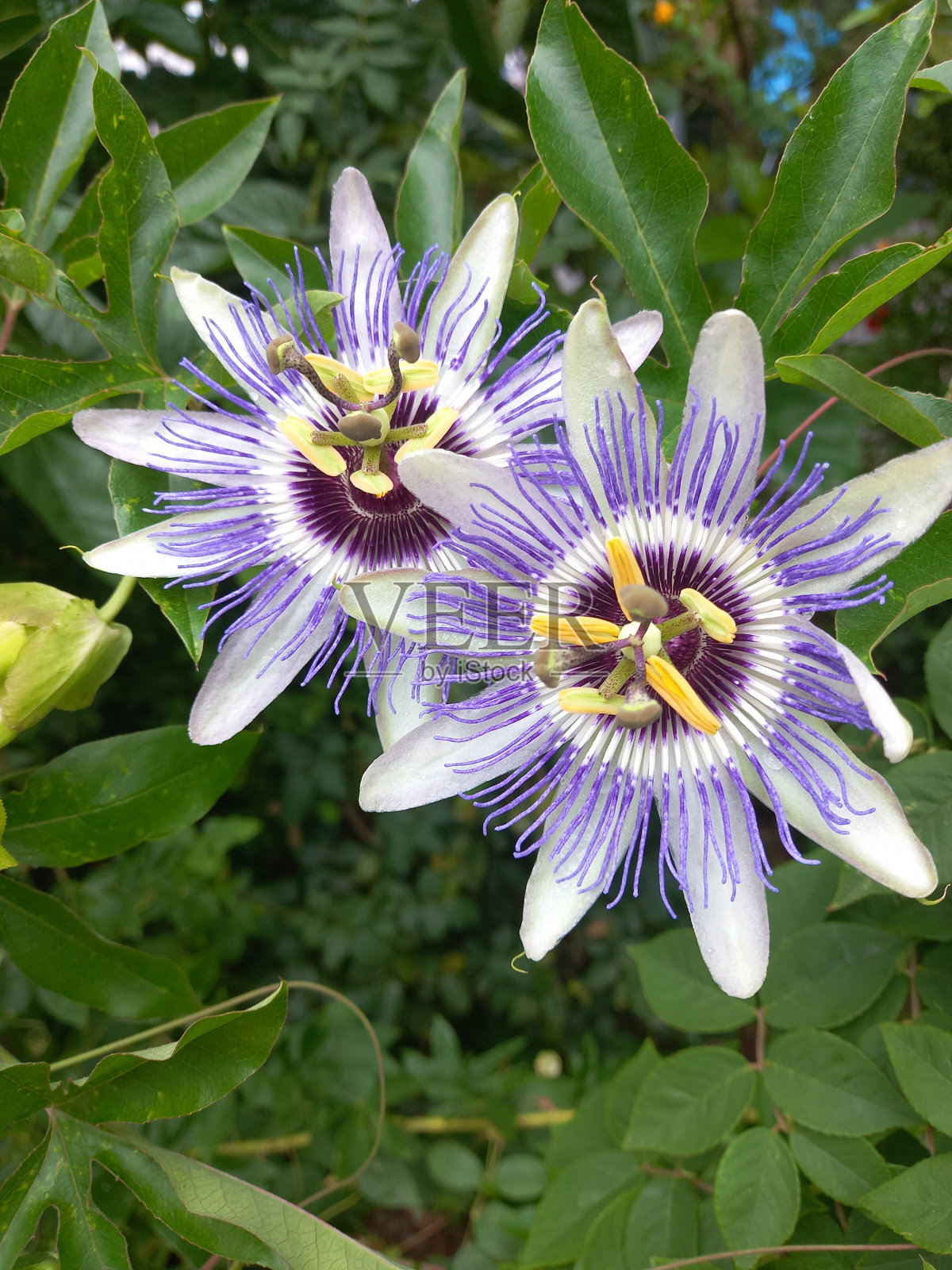 自然中的西番莲植物照片摄影图片