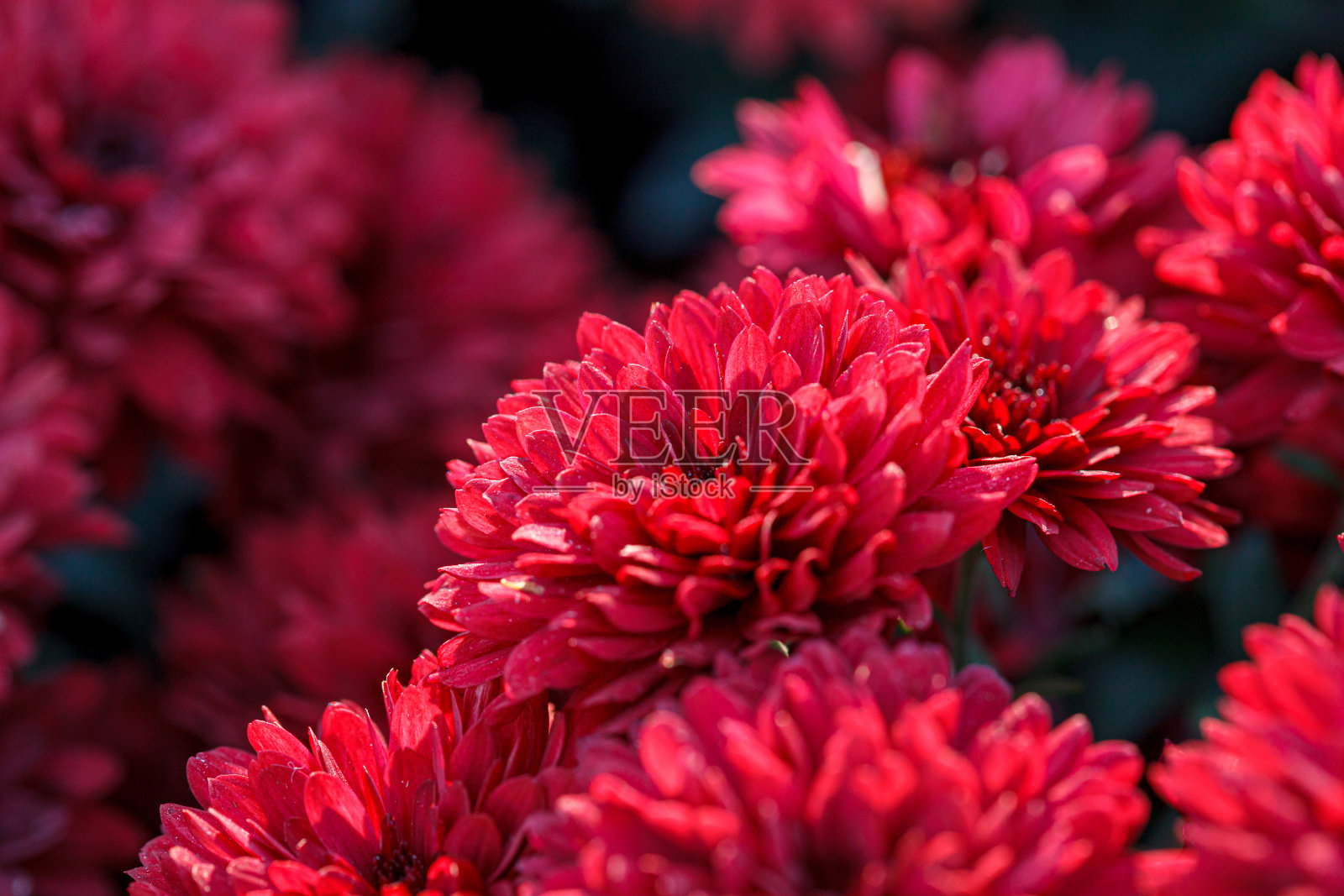 美丽的菊花丛红色照片摄影图片