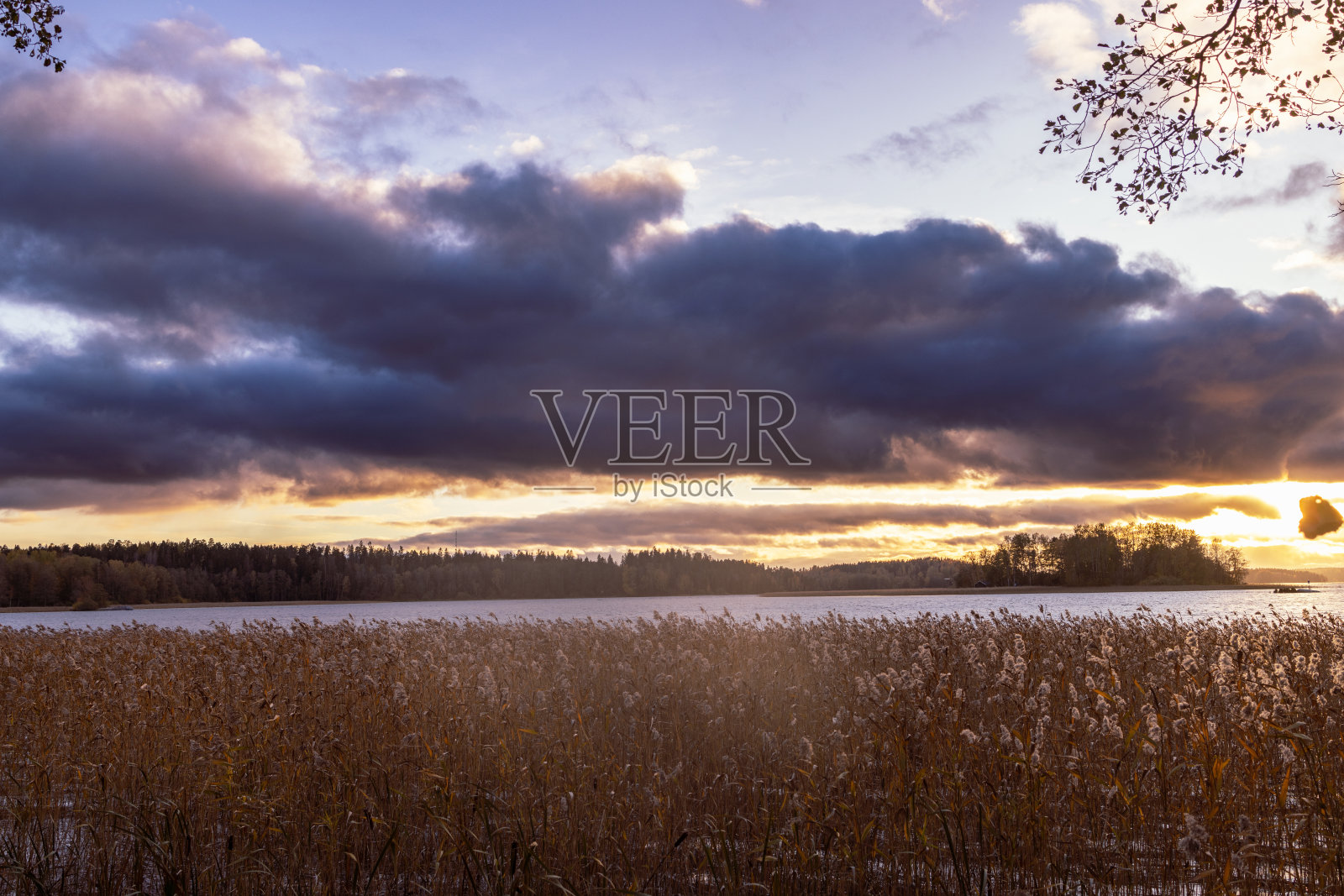 湖面上乌云密布，前景是芦苇。芬兰照片摄影图片