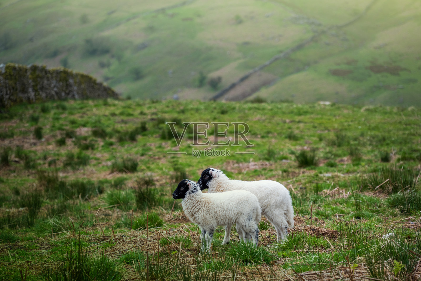 羊羔在田野里，乡村起伏的丘陵风景照片，英格兰湖区照片摄影图片