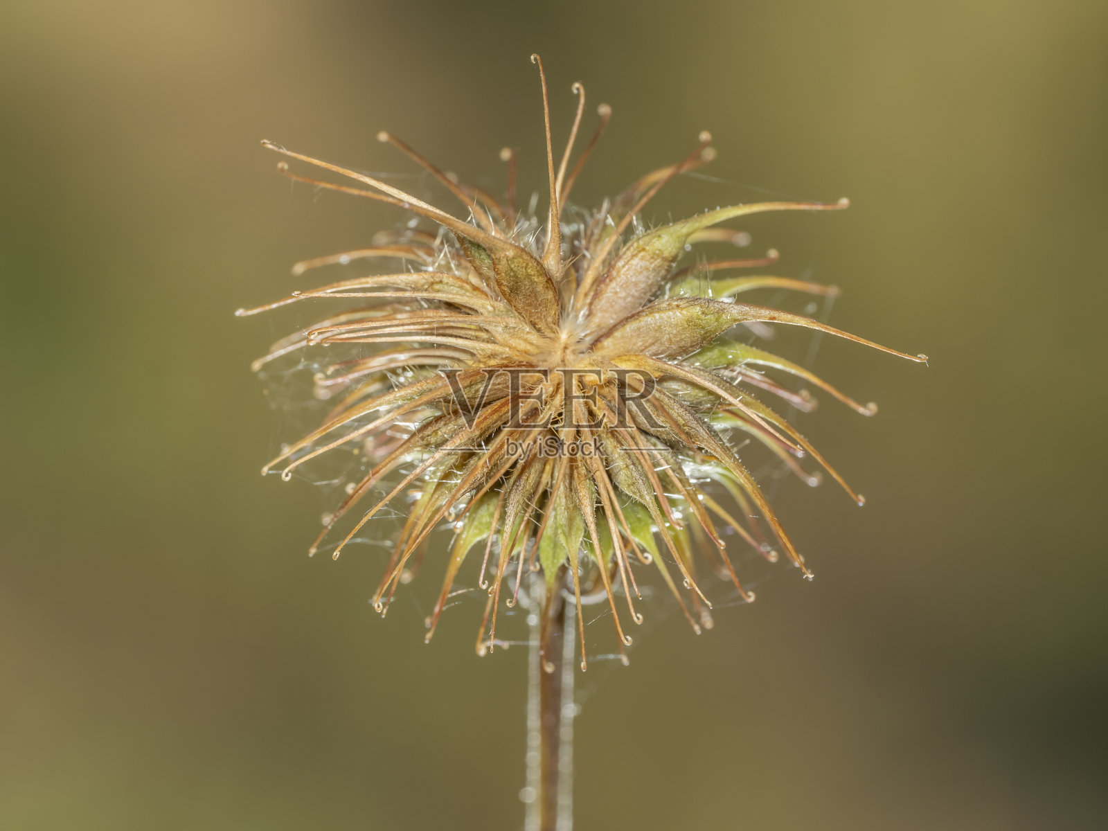 野花的特写照片摄影图片