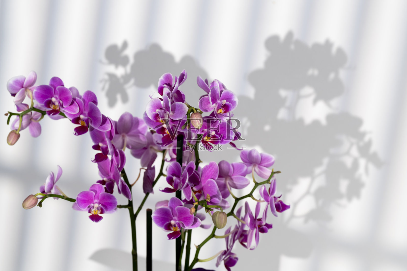 盛开的紫色兰花枝照片摄影图片