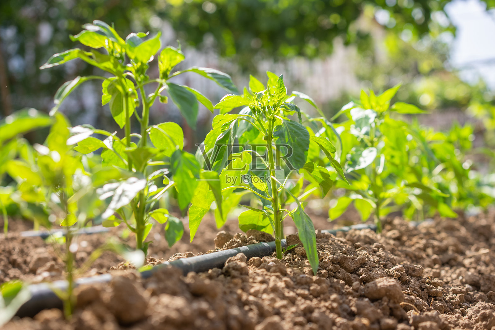 新栽青椒苗木滴灌系统照片摄影图片