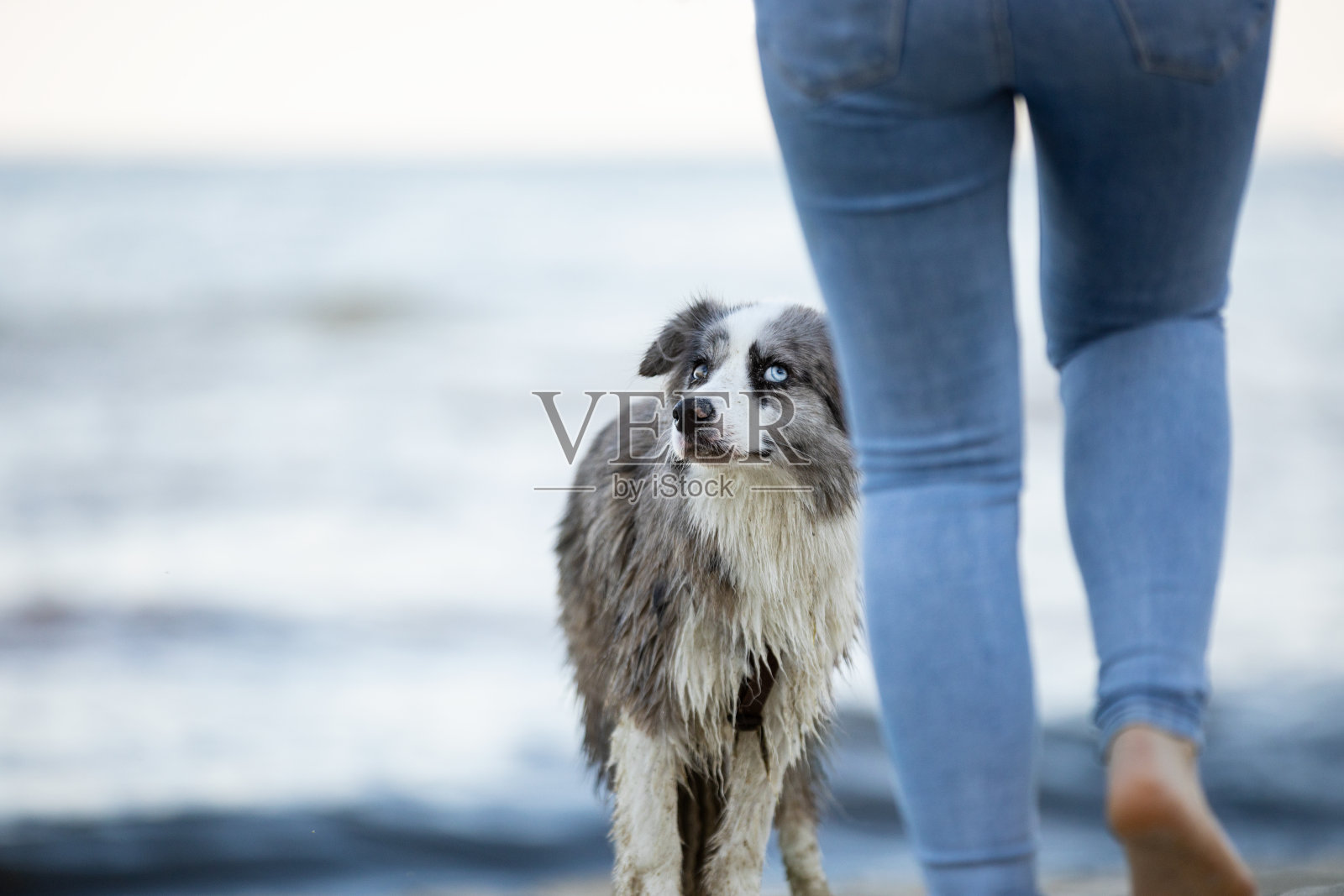 边境牧羊犬在海滩上有趣地看着他的主人照片摄影图片