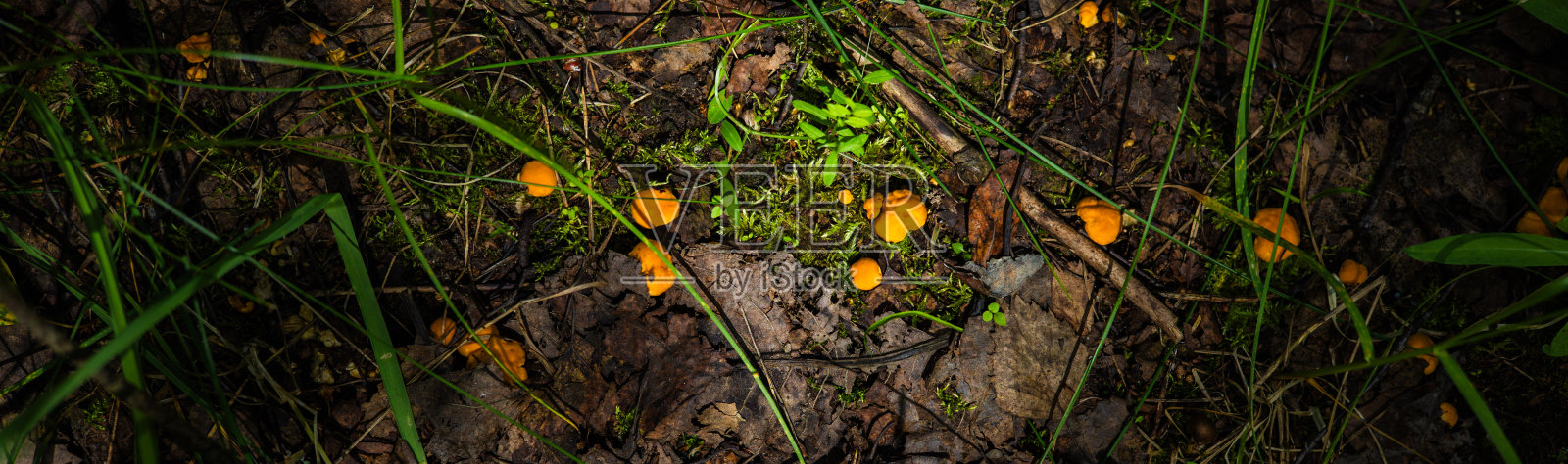 横幅。小红鸡油菌生长在森林土壤中。从上面看。森林里的蘑菇季节以地里长出美味的鸡油菌为代表。照片摄影图片