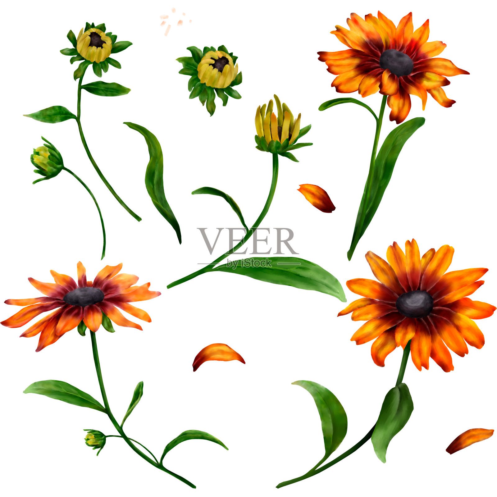 黄色和红色的花和花蕾。Rudbekiya。向日葵剪贴画。水彩插图。白色背景上的一组明黄色的秋花。可爱的植物插图印刷。插画图片素材