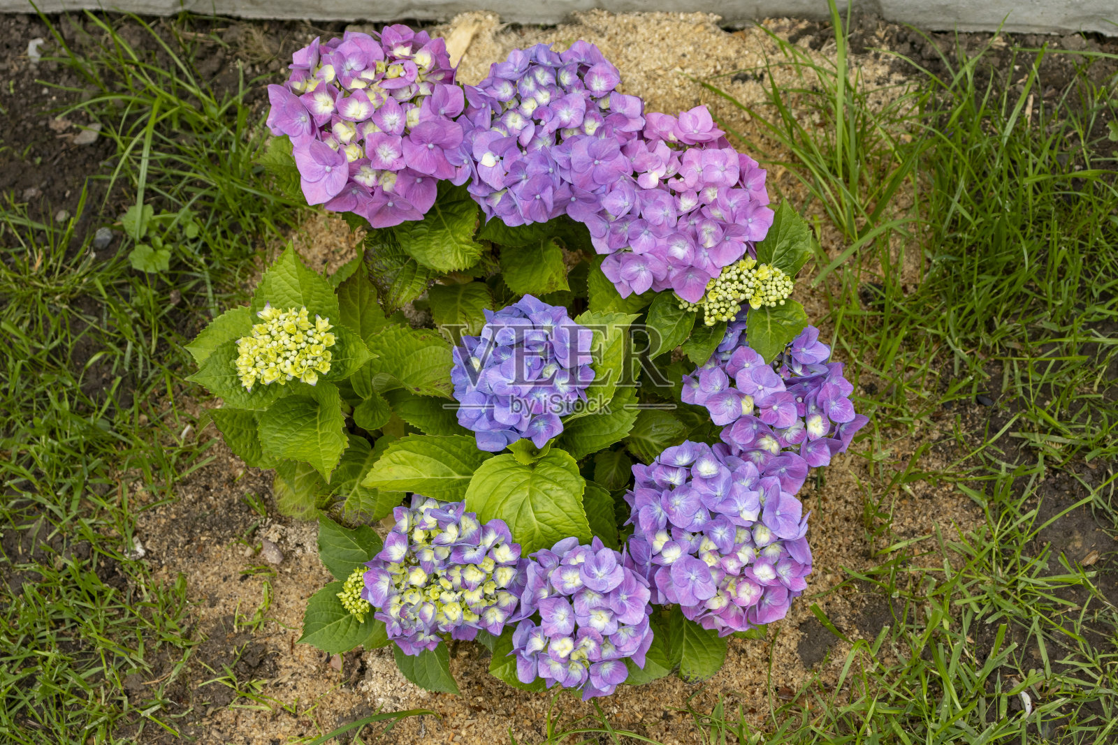 紫色绣球花。在春天和夏天盛开的绣球花(绣球)在花园里照片摄影图片