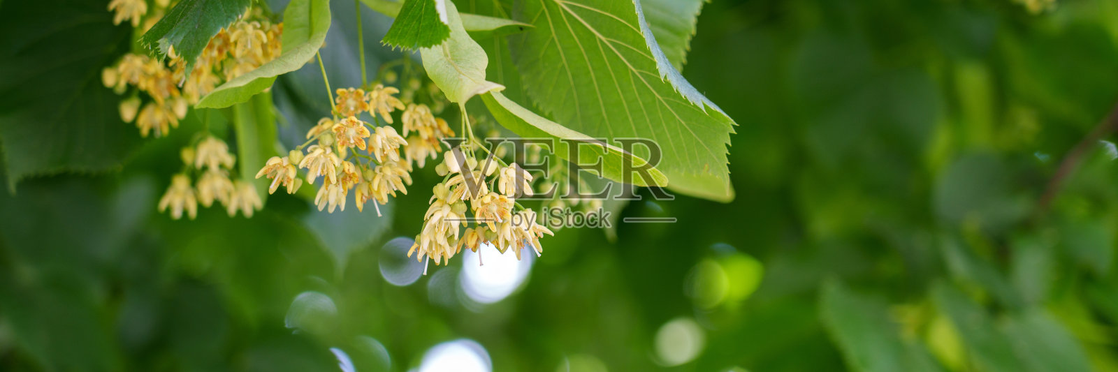 椴树(椴树)的花和叶子在阳光下晒得娇美照片摄影图片