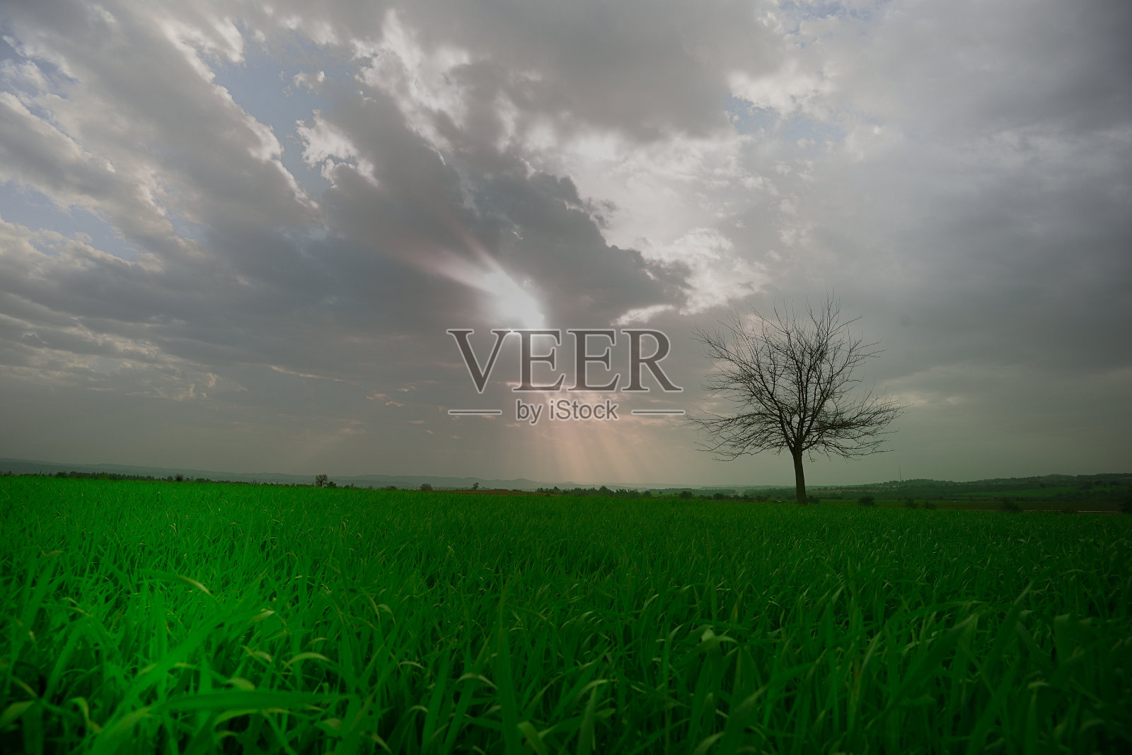 多云天空下的耕地和一棵树照片摄影图片