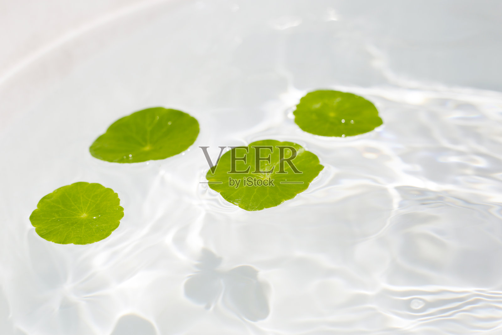 积雪草的叶子漂浮在水面上照片摄影图片