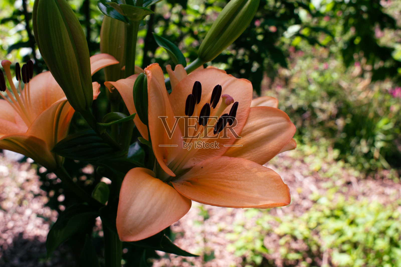 春园里的亚洲百合照片摄影图片