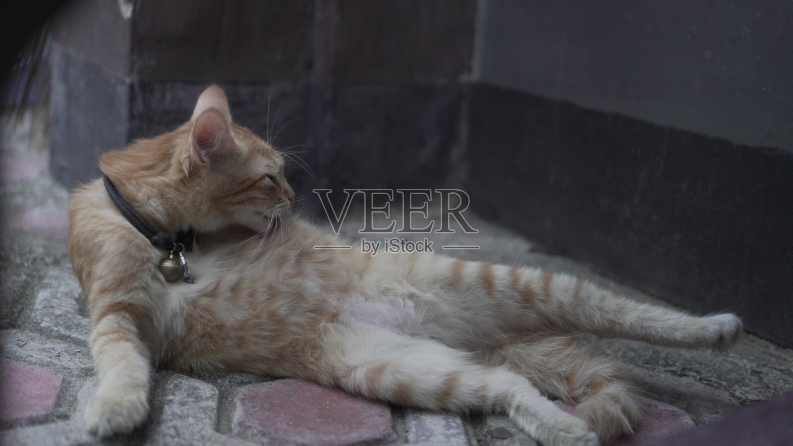 看着这只橙色的小猫，它懒洋洋地闲逛着，照片摄影图片