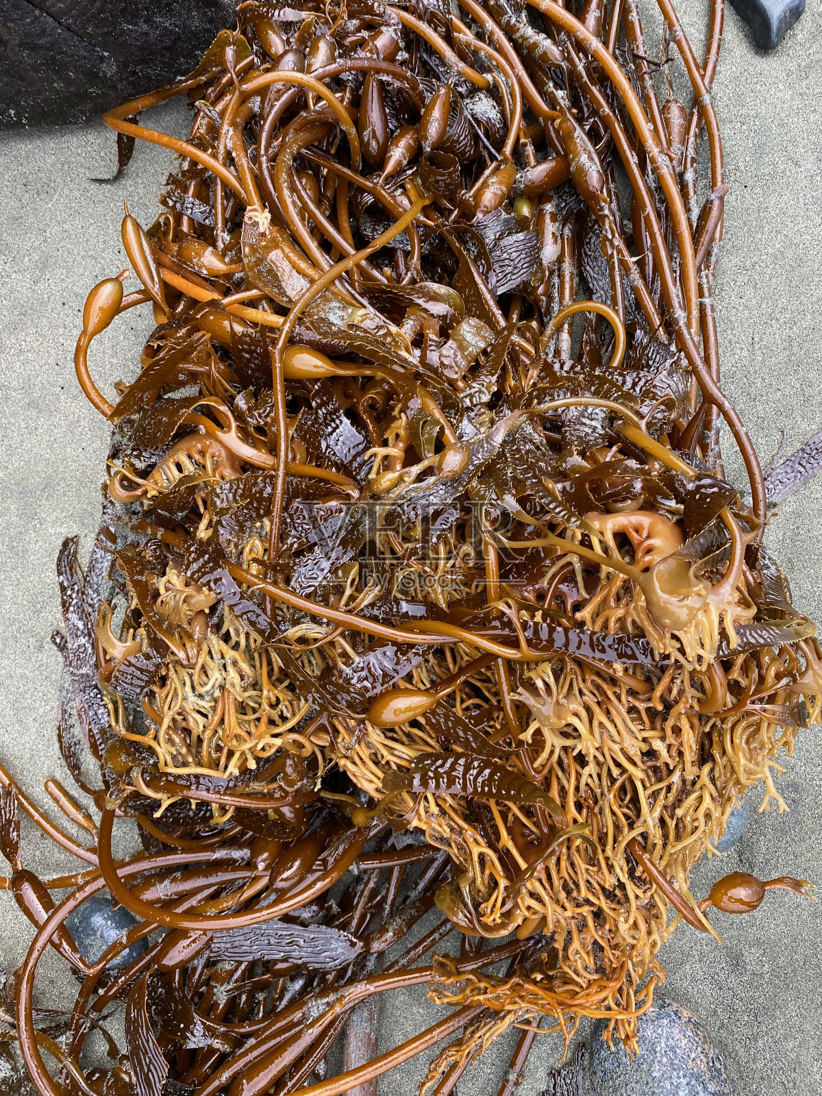 一大堆缠在一起的海藻照片摄影图片