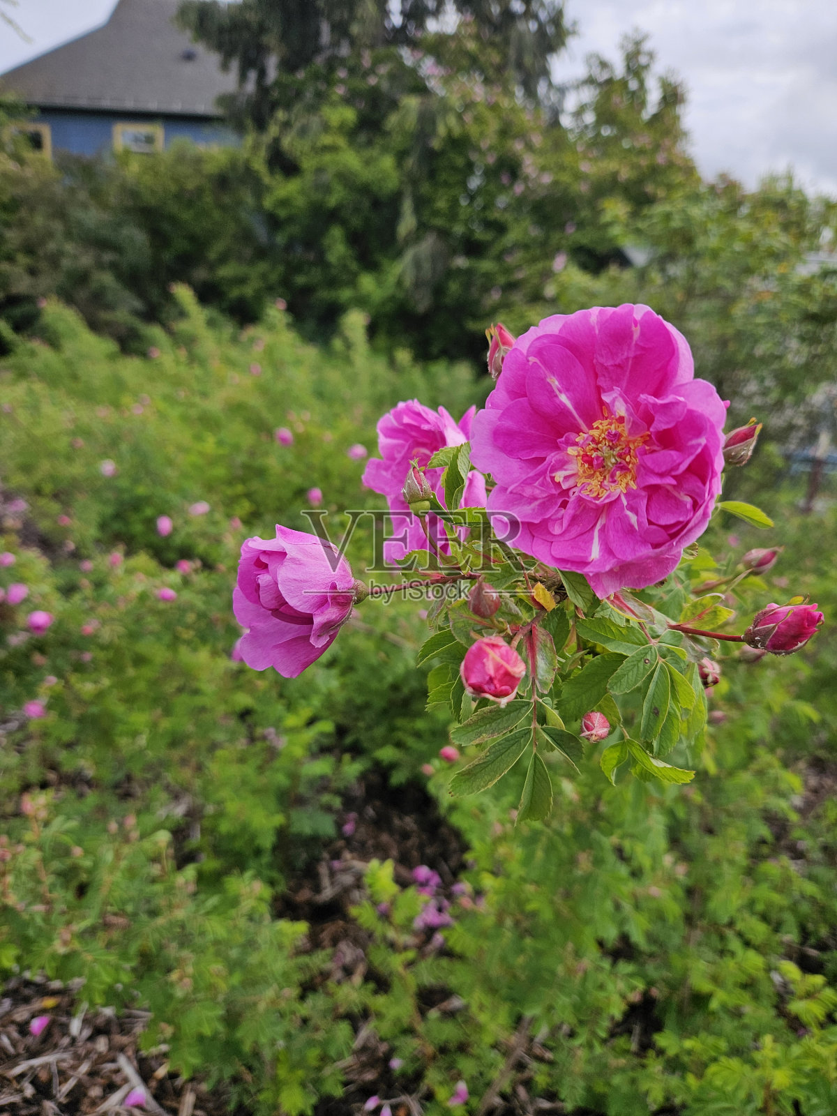 花照片摄影图片