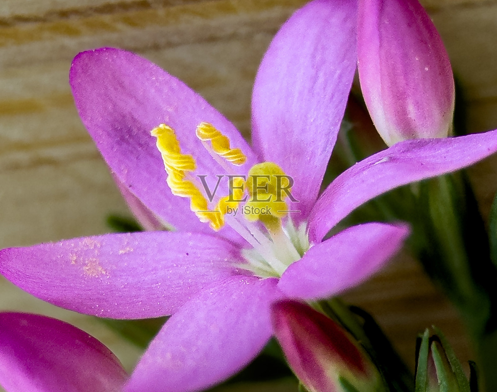 自然照片摄影图片