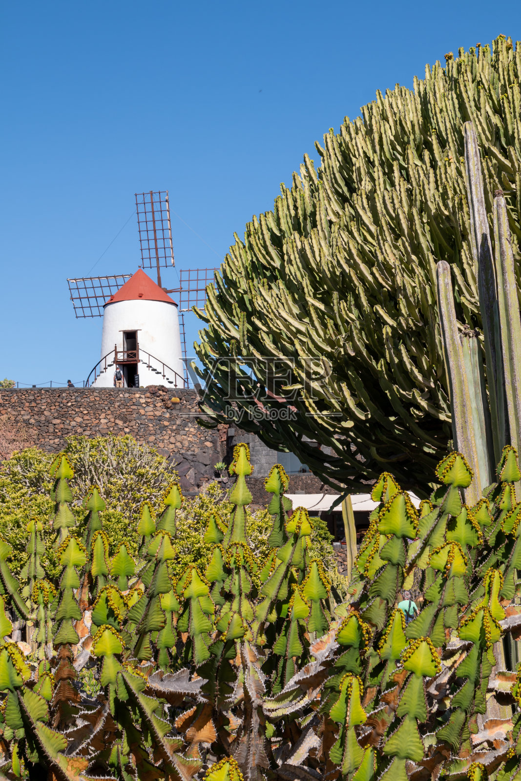 西班牙兰萨罗特岛的仙人掌花园和风车照片摄影图片