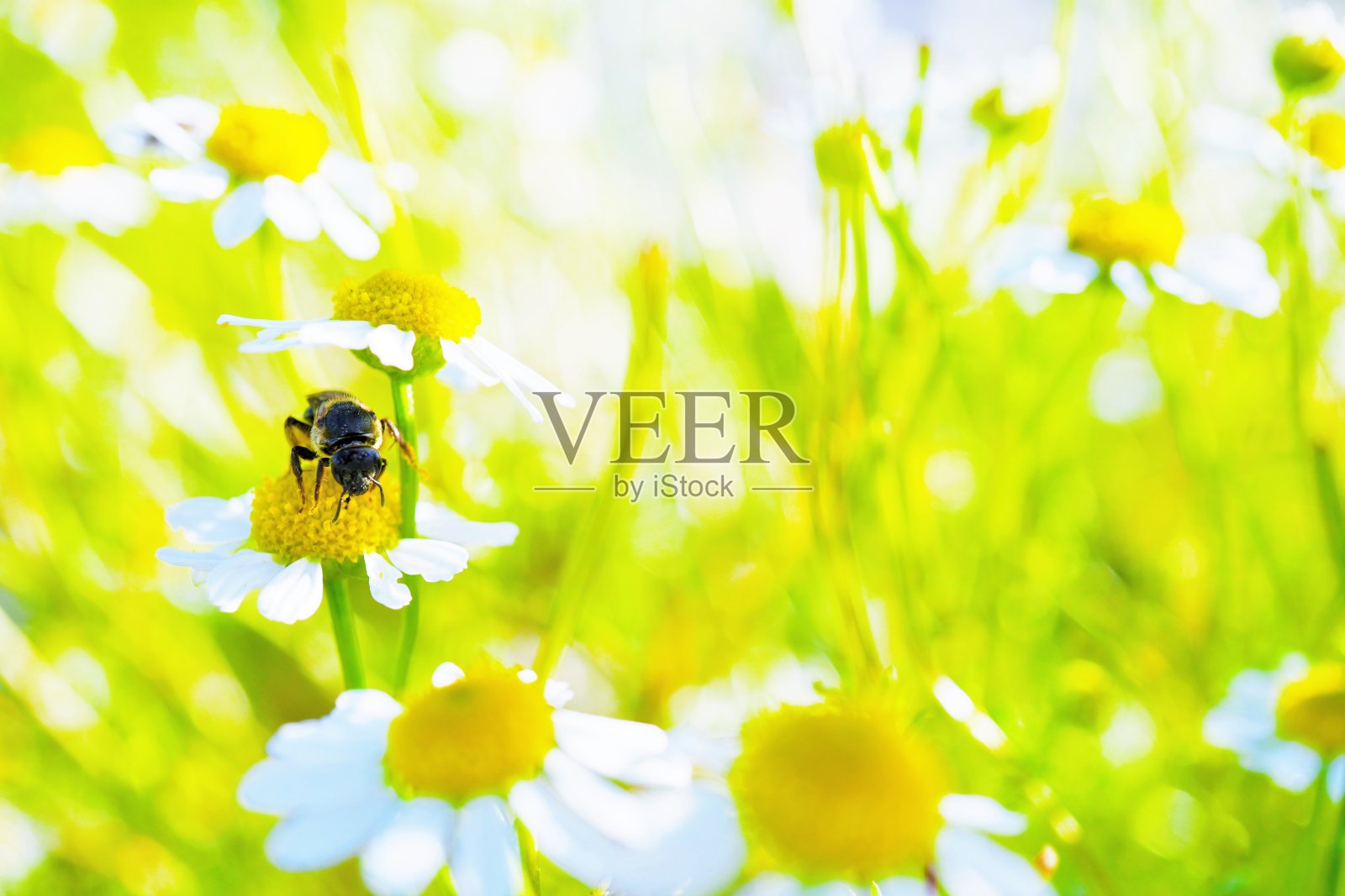 一只小大黄蜂在室外的洋甘菊田里授粉。照片摄影图片