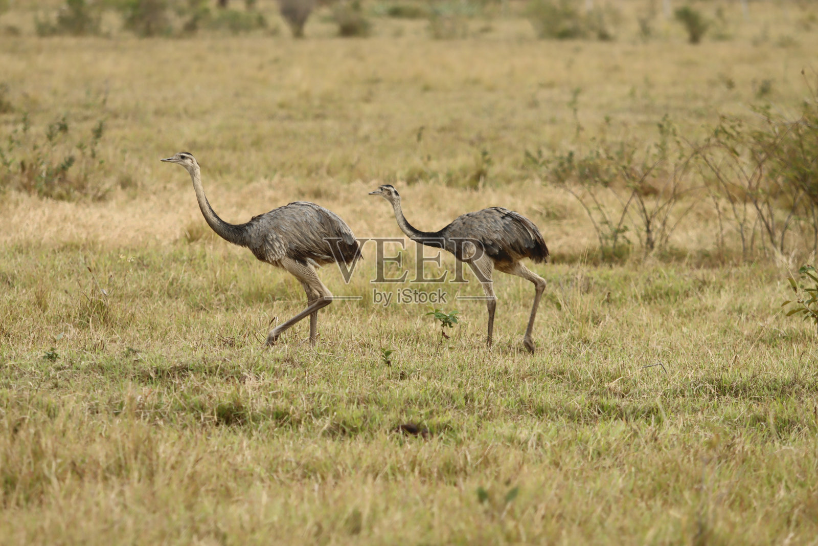来自巴西热带稀树大草原的美洲鸵照片摄影图片