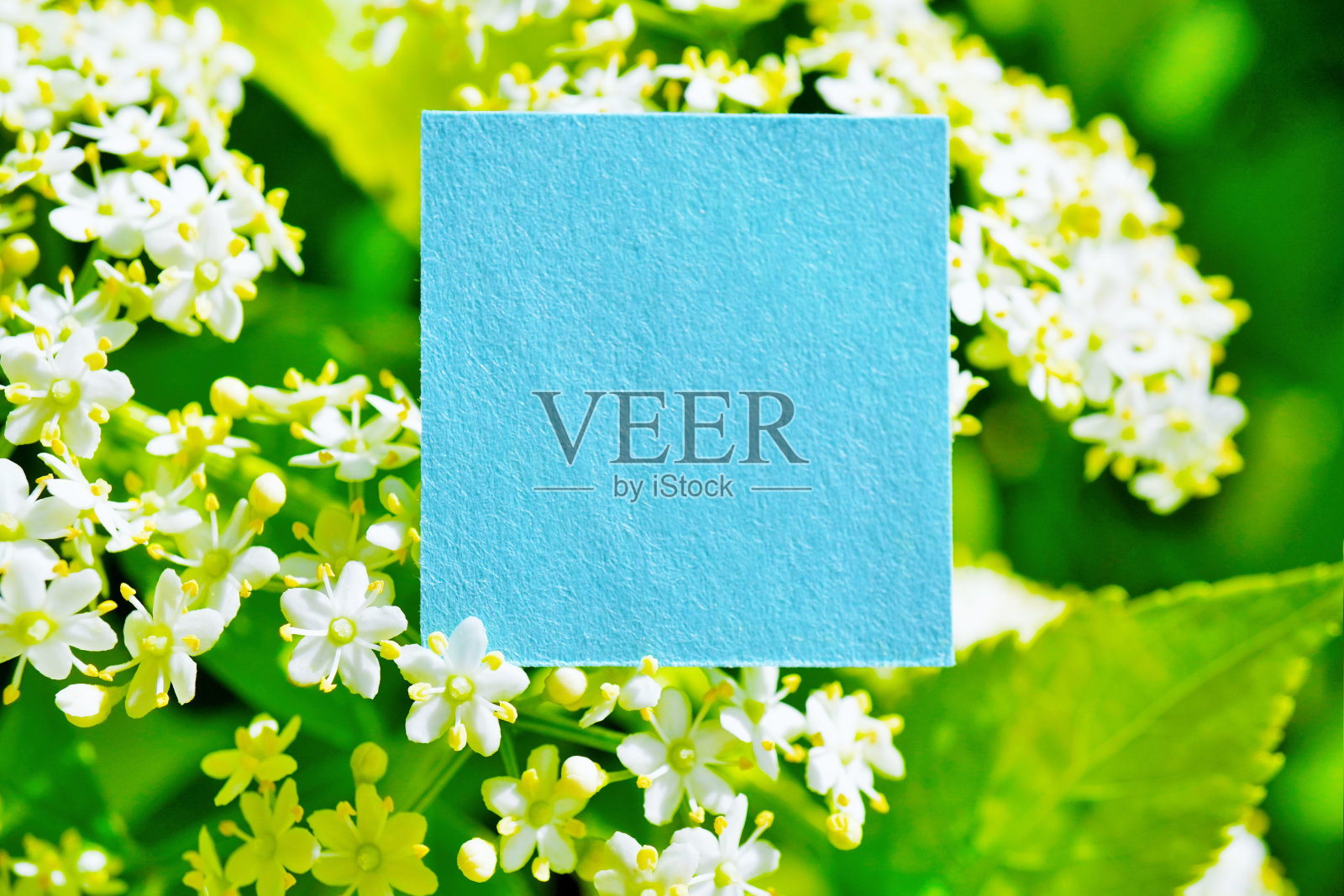 可爱的评论空间模型与户外接骨木花白花的背景照片摄影图片