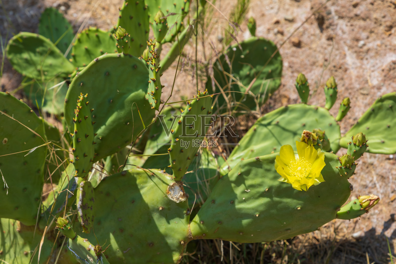 大的绿色仙人掌有大的刺。照片摄影图片