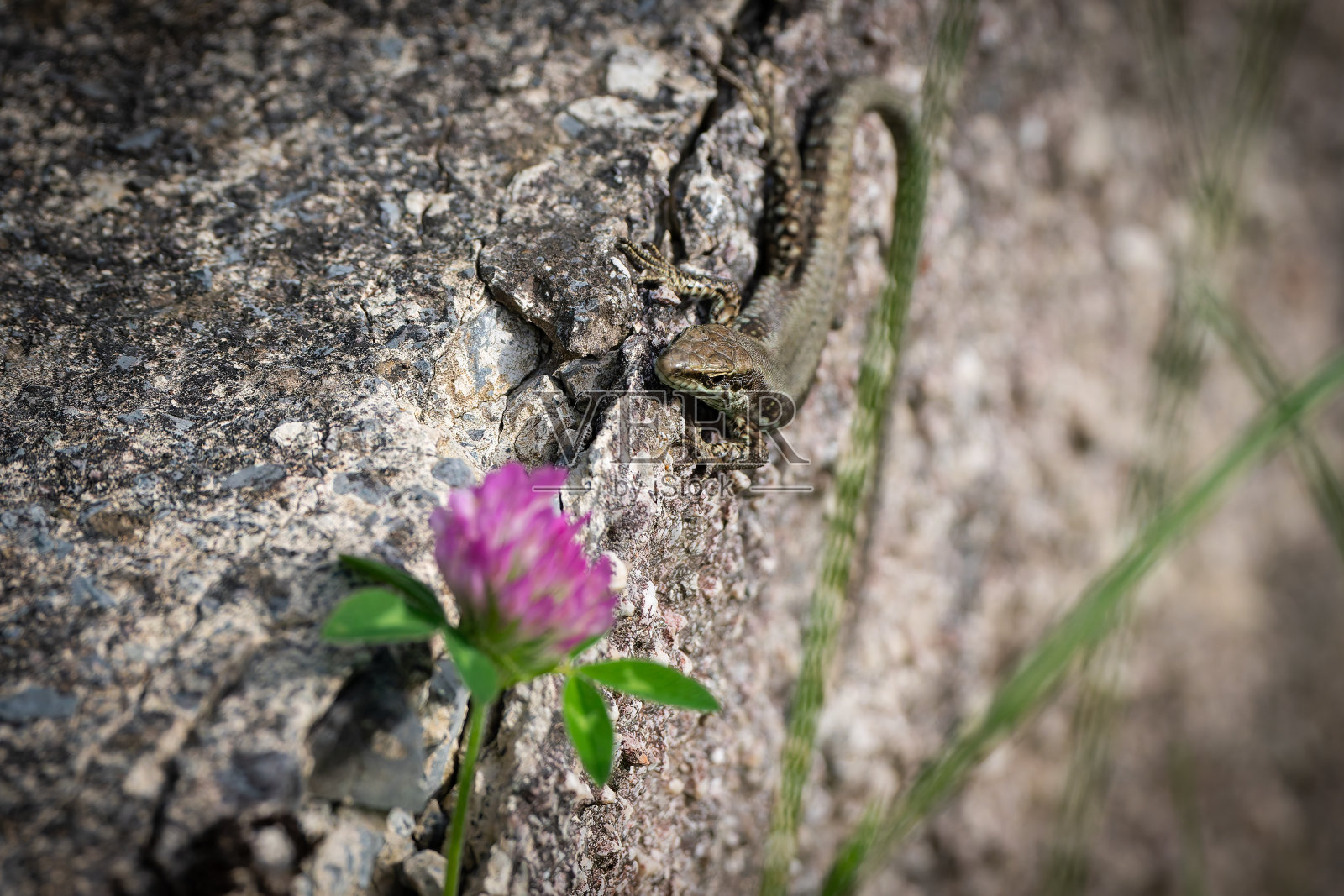 墙蜥蜴在风化的混凝土块与三叶草花。照片摄影图片