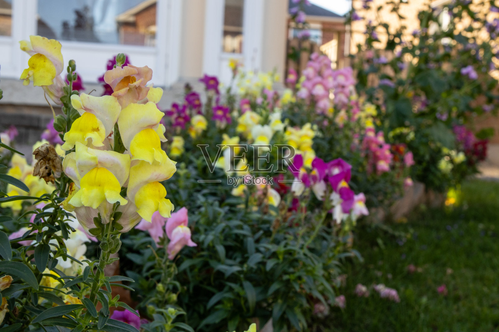 充满活力的金鱼在盛开-前景集中在黄色的花-模糊的背景，以各种颜色和住宅设置照片摄影图片
