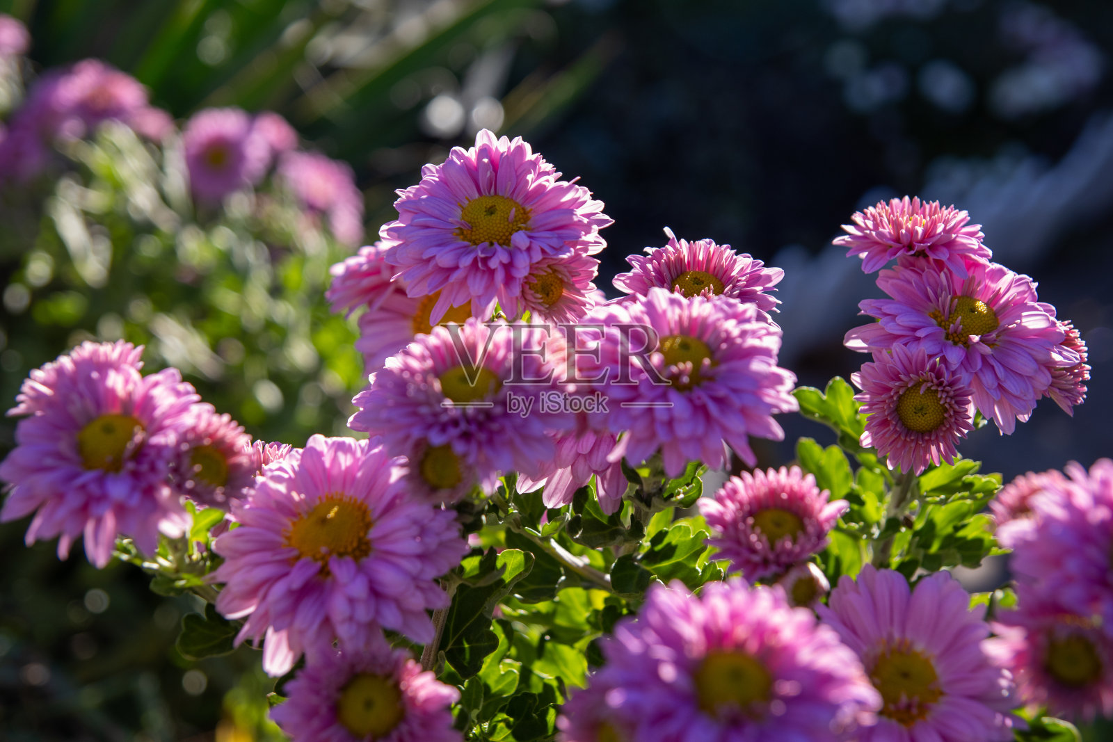 充满活力的粉红色菊花-阳光透过花瓣-露珠在精致的花朵-郁郁葱葱的绿叶背景照片摄影图片