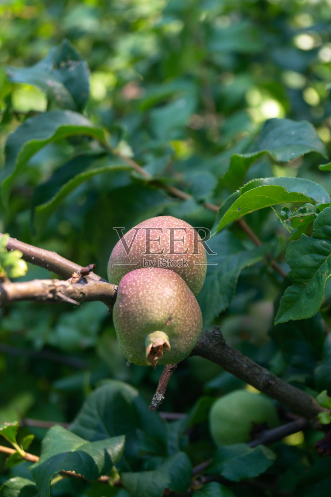 树枝上未成熟的榅桲果实特写照片摄影图片