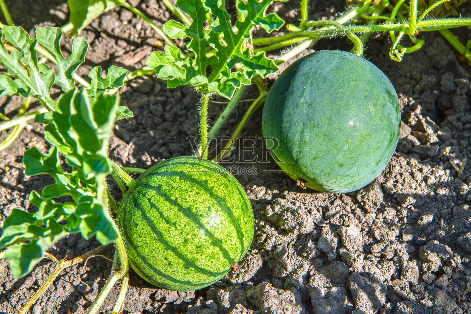 田地里长着一对西瓜。照片摄影图片