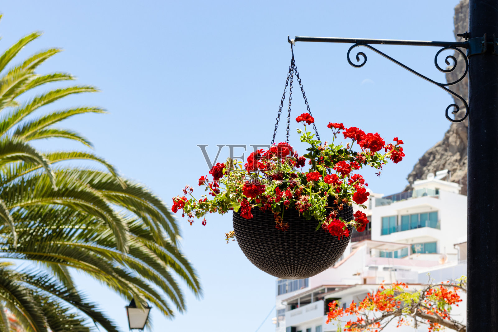 植物悬在空中照片摄影图片