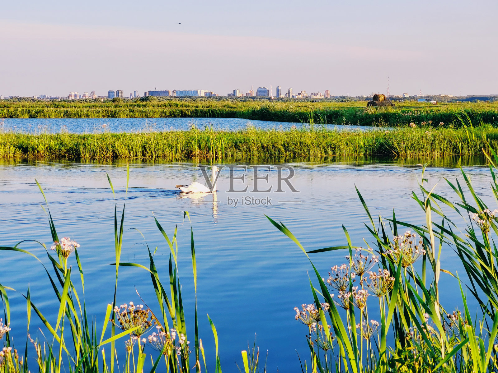 天鹅家族湖的景色照片摄影图片