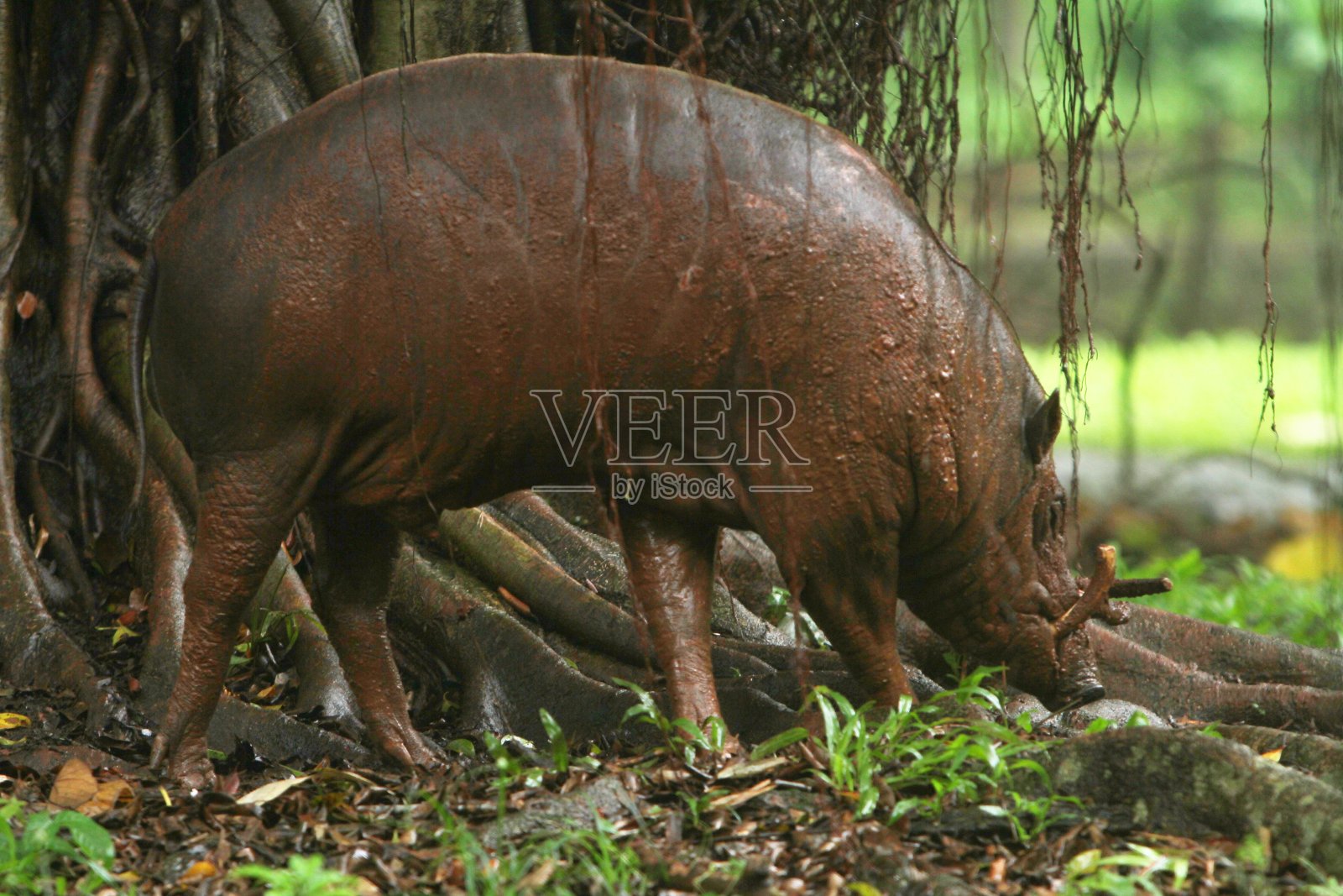 野猪照片摄影图片