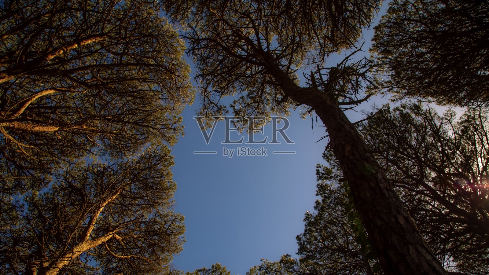 福罗照片摄影图片