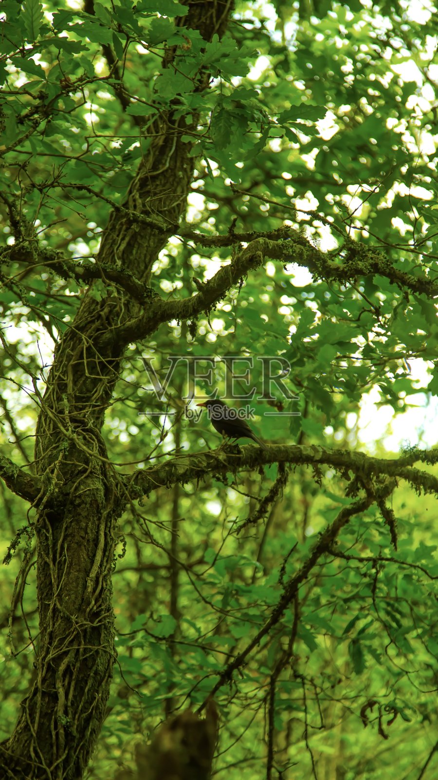 鸟照片摄影图片