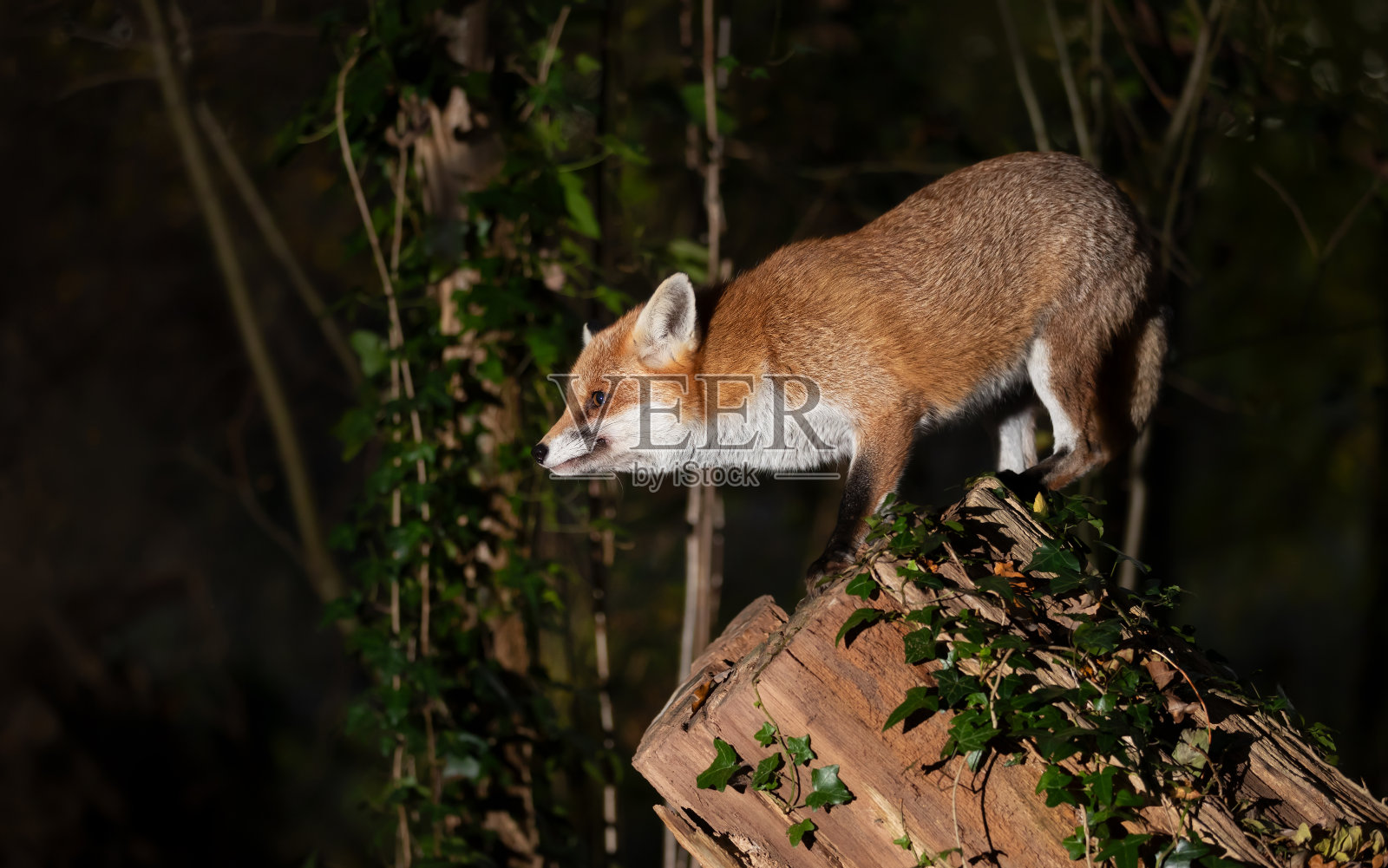 一只红色的狐狸站在夜间森林的树上照片摄影图片