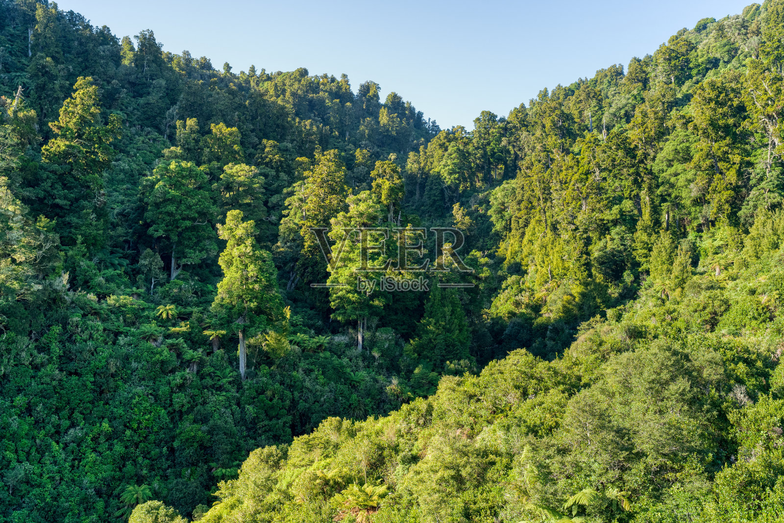 新西兰北岛浓密的原生灌木照片摄影图片