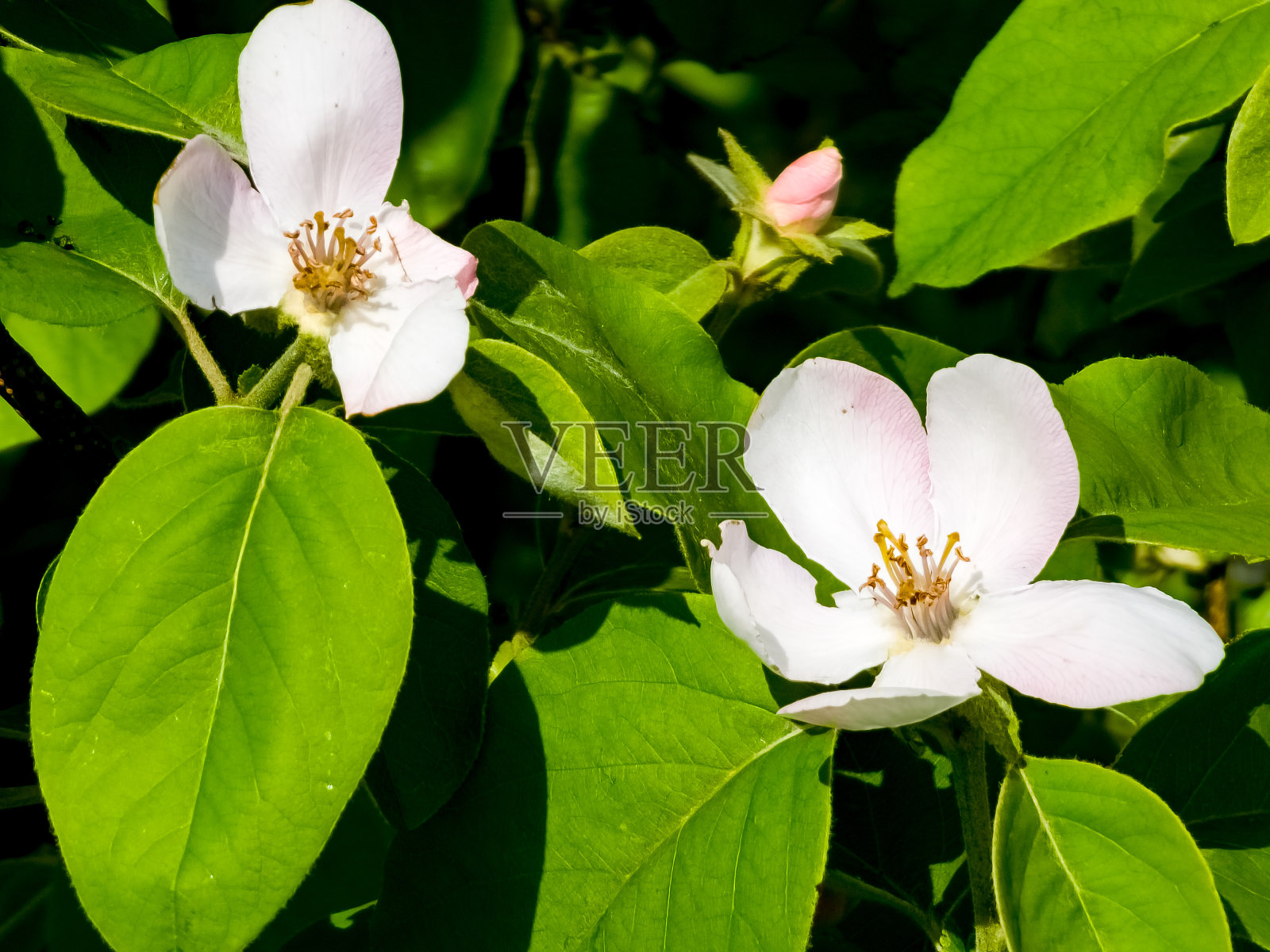 榅桲花Cydonia oblonga。它的果实是榅桲，也被称为金苹果照片摄影图片