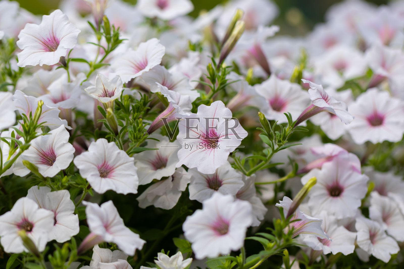 悬挂白色牵牛花照片摄影图片