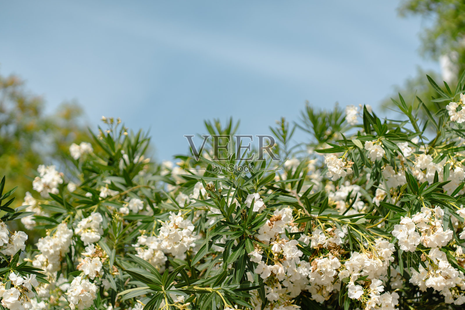 白花夹竹桃丛照片摄影图片