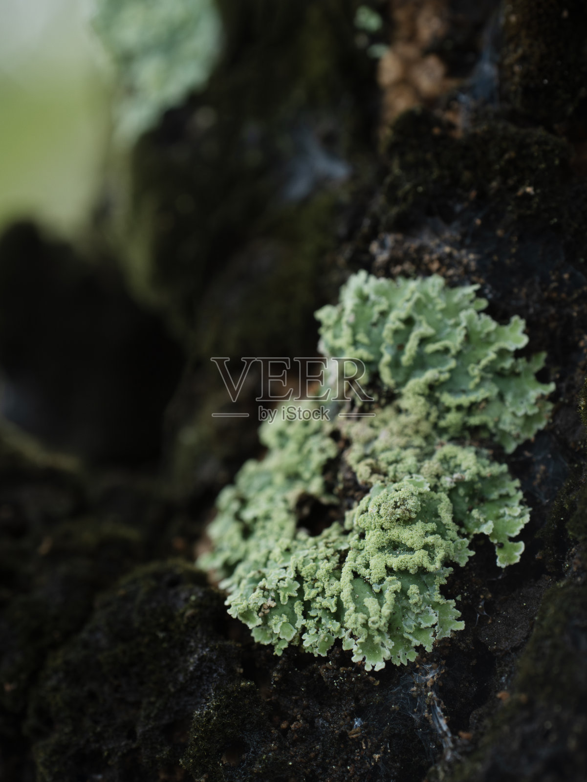 Phaeophyscia轮匝肌照片摄影图片