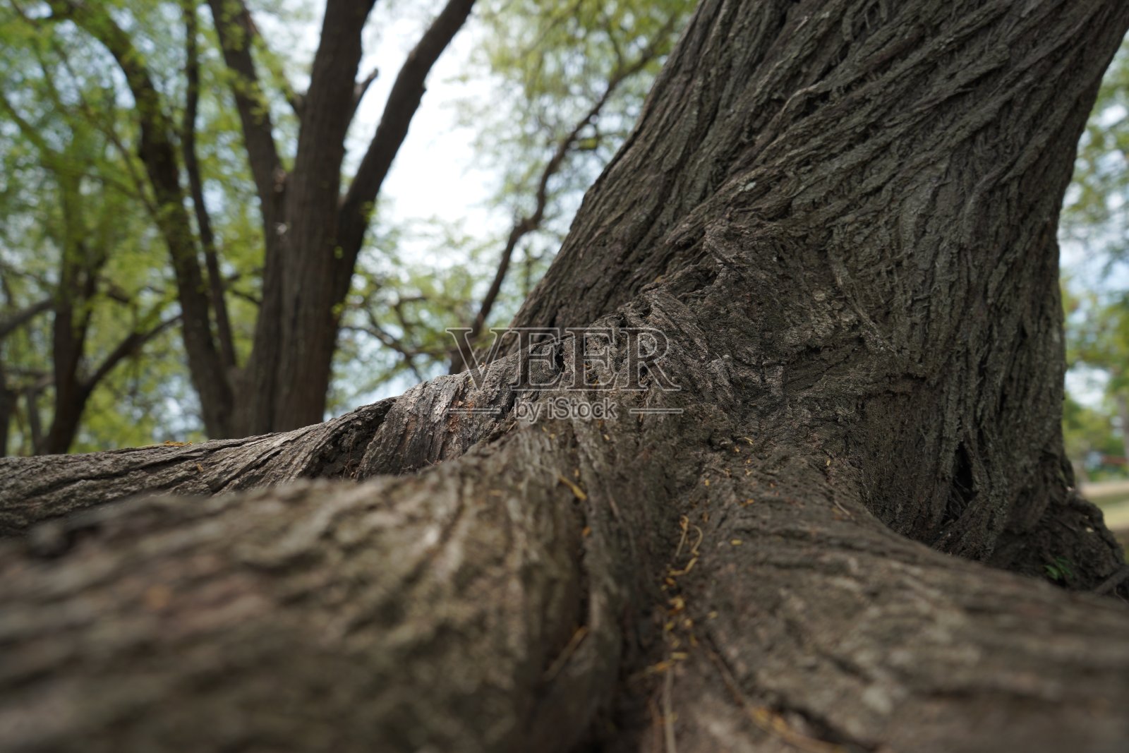树的树冠照片摄影图片